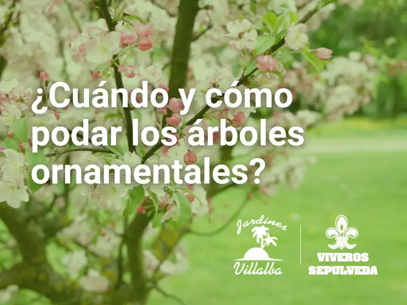 cuándo y cómo podar los árboles ornamentales