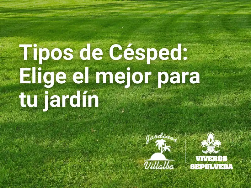 Tipos de Césped