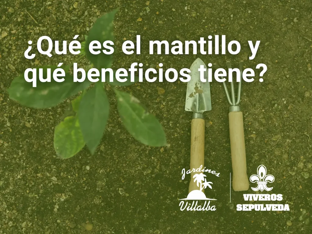 Qué es el mantillo