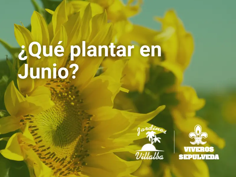 Que plantar en junio