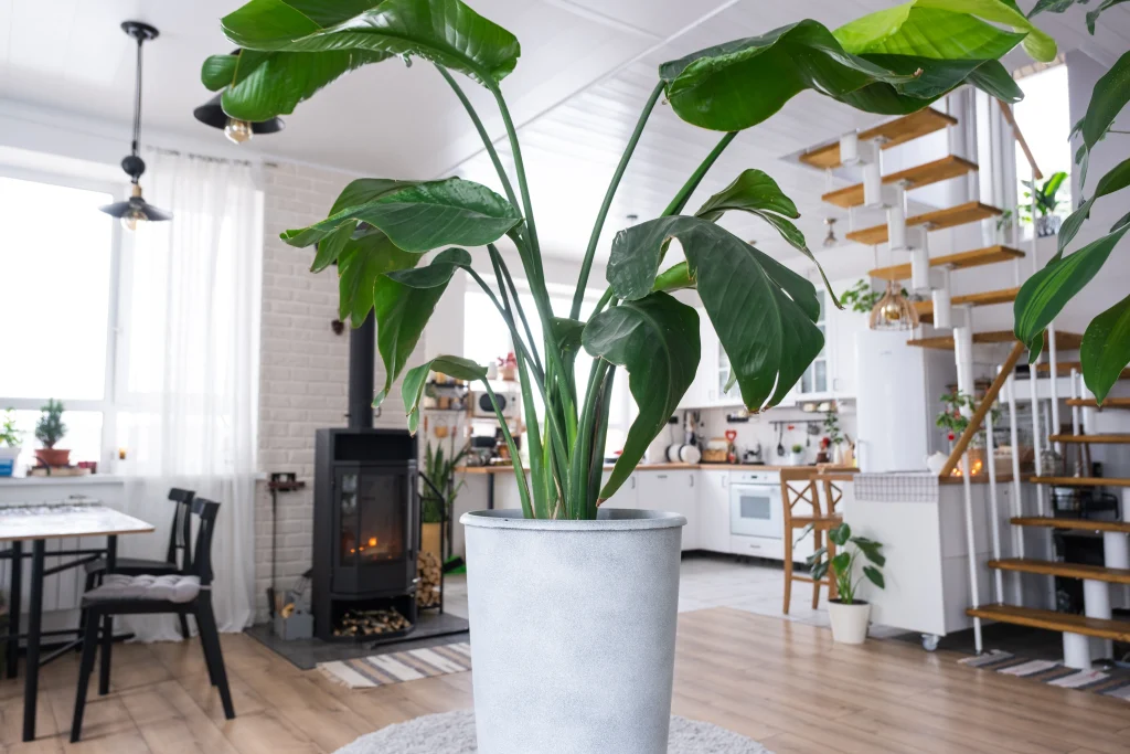 plantas interior alta