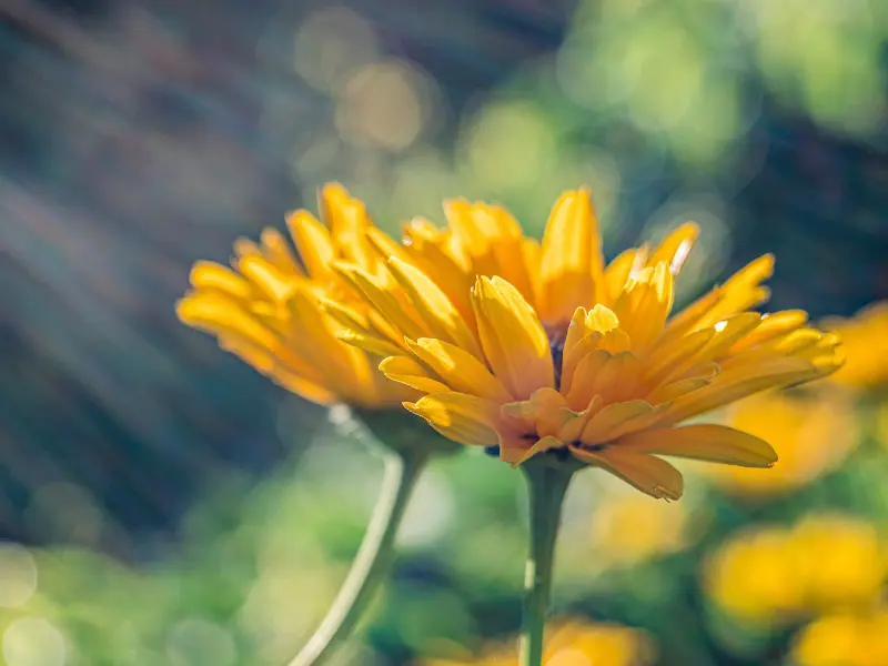 Qué plantar en otoño: flores y plantas de temporada en el jardín
